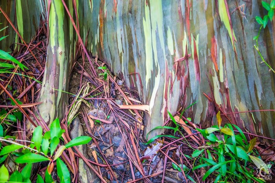 Rainbow Eucalyptus Trees