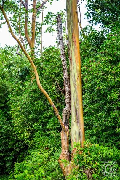 Rainbow Eucalyptus Tree, Maui